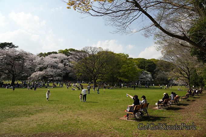 🌸お花見🌸砧公園 きぬたこうえん @世田谷区 - ** Season's Greetings ** 湯楽粋笑