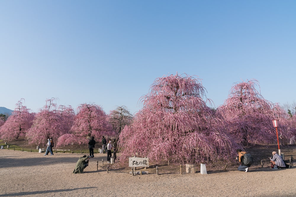 2022 3 20 しだれ梅まつり 鈴鹿の森庭園ダイヤモンド△△追っかけ記録