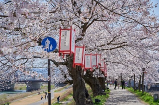 桜装飾品イベントのプロがおすすめする-イベントグッズ☆スマイル館®