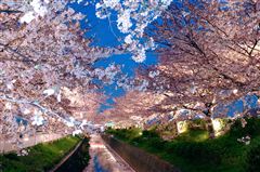 第6回渋三さくら祭 2024年2月16日～25日 渋谷リバーストリート東京フェスタ・イベント情報