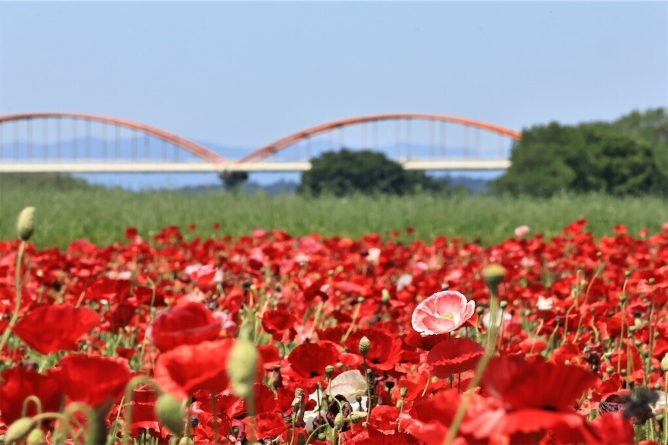 4K Konosu Poppy Festival 鴻巣ポピーまつり