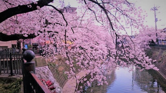 大岡川桜まつり花見を楽しむ屋台の場所・まったり穴場2選きになるきにする