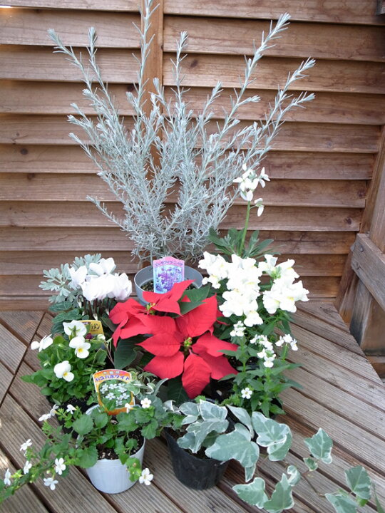 庭の様子・寄せ植えとクリスマスローズ♪ - Lemonade