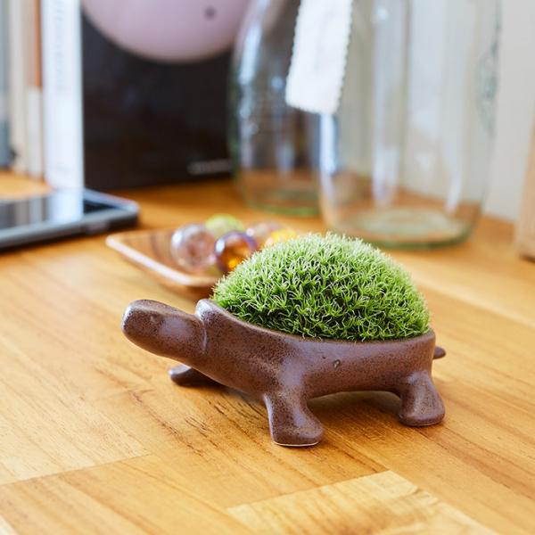 お中元 盆栽 盆景 ミニ庭園 お迎えM 送料無料