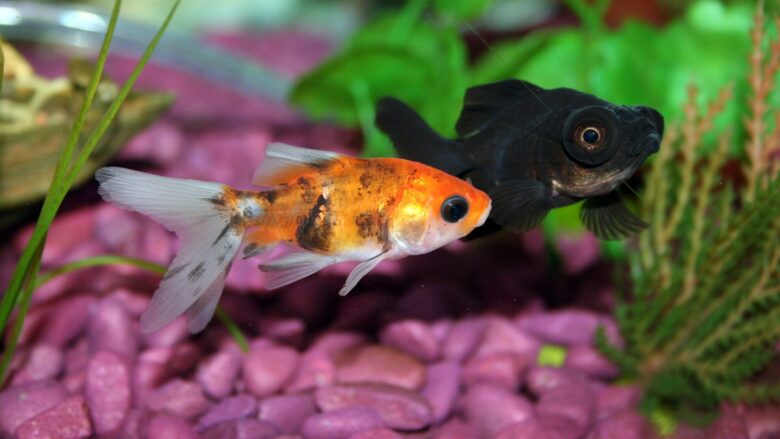 2025年夏・金魚すくいですくった金魚の飼い方！持ち帰りからケアまで東京アクアガーデン