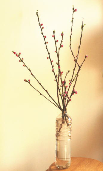 楽天市場 桃の節句 花の通販