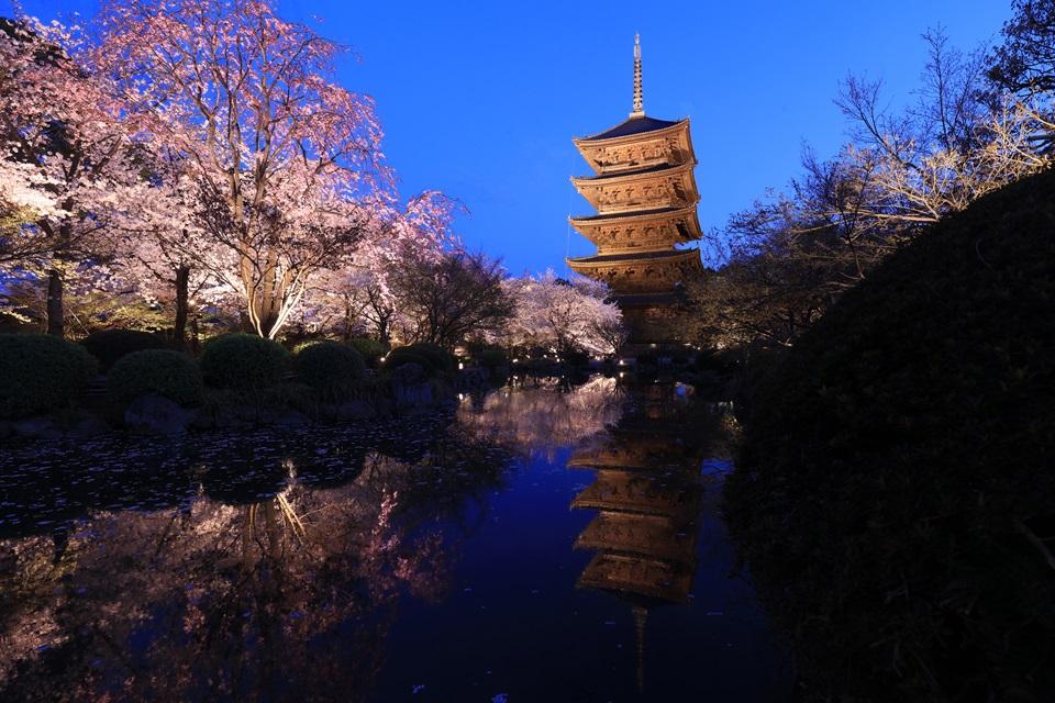 東京の桜ライトアップをスマホで撮影！ユニークな構図🌸