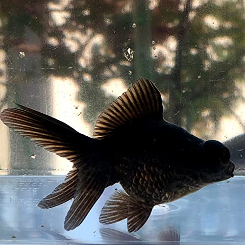 金魚すくいの金魚がすぐに死んじゃう理由と飼育のポイントすぐに持ち帰ろう - 鷲林寺アクアファーム