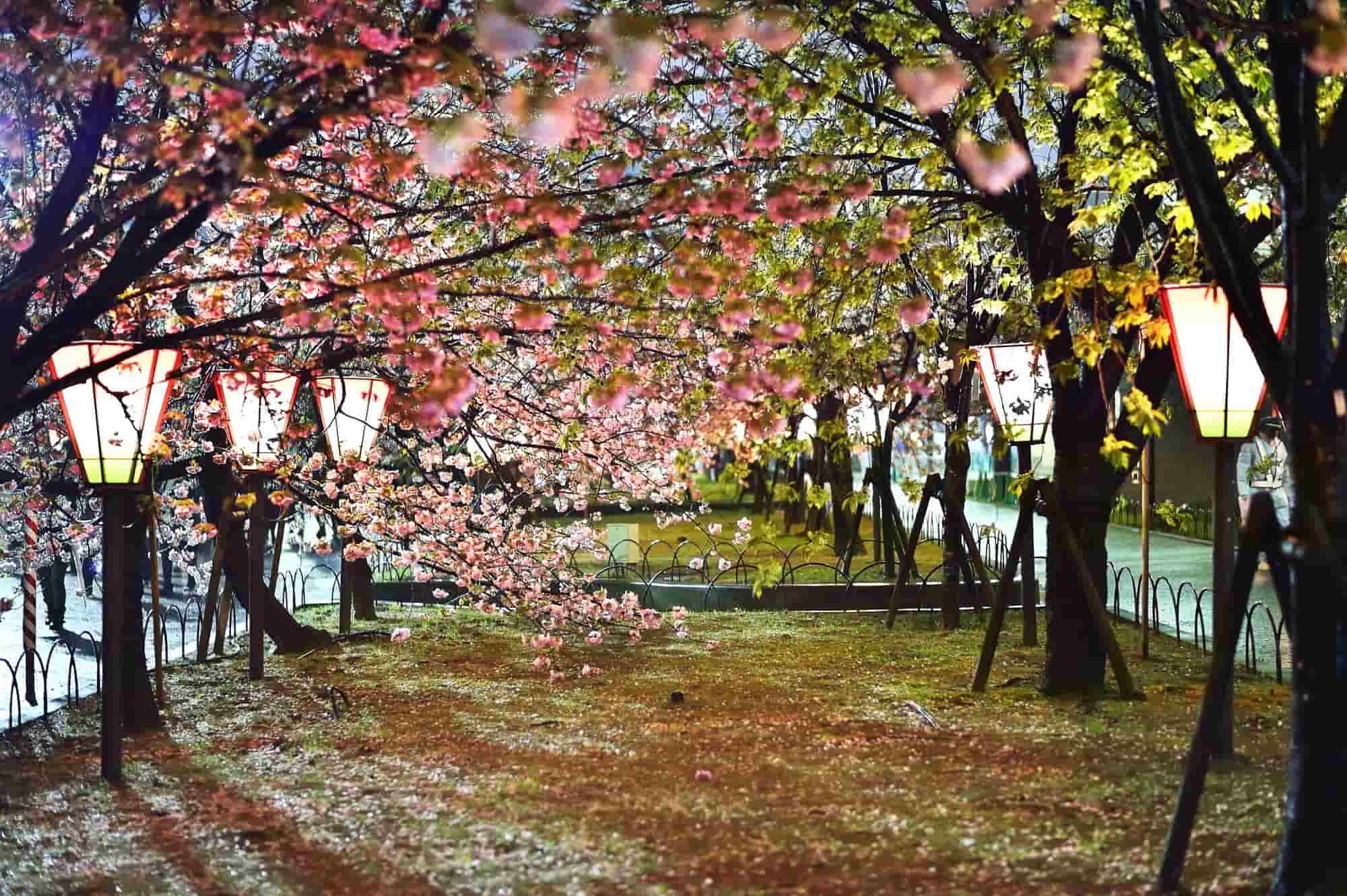 2025年 大阪の桜と屋台が楽しめる桜まつり11選！花見や夜桜にもおすすめOSAKA WALK