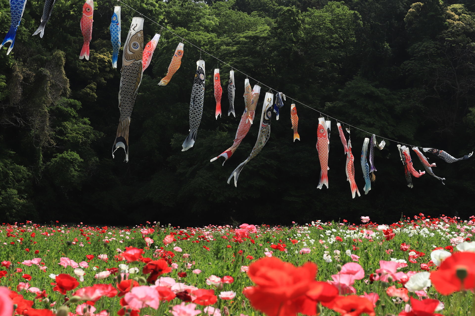 泳げ鯉のぼり後編海老名と厚木と神奈川県