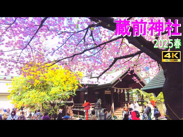 赤城南面千本桜まつりイベント前橋の観光・旅行情報サイト 「前橋まるごとガイド」