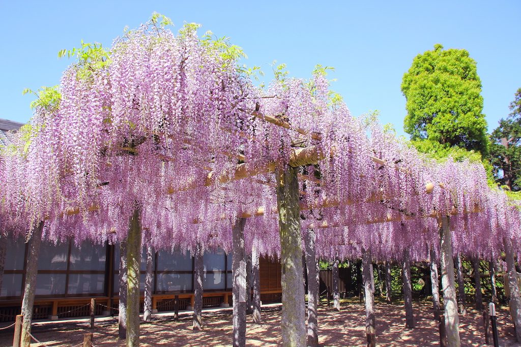 定禅寺藤まつり福岡県町村会