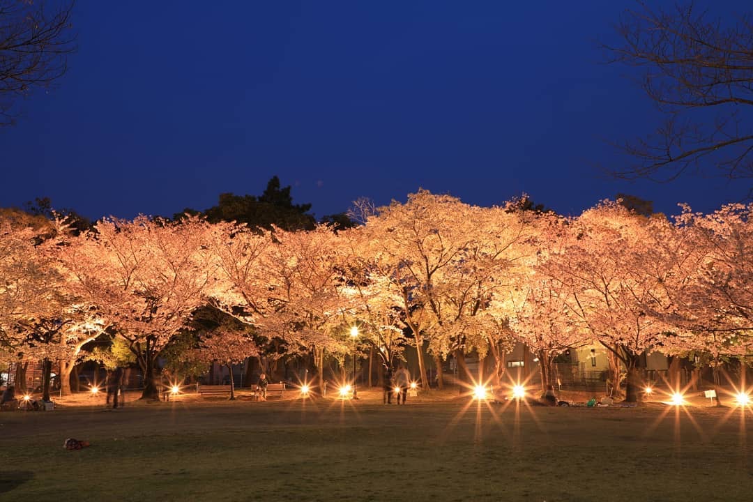 明石公園桜まつり愛知県碧南市公式観光サイト へきなん観光ナビ