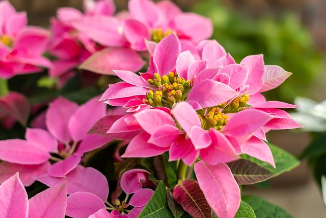 12月誕生月花 ポインセチアのブローチ クリスマス ブローチ ちくわハンドメイド 通販 12900088Creema クリーマ