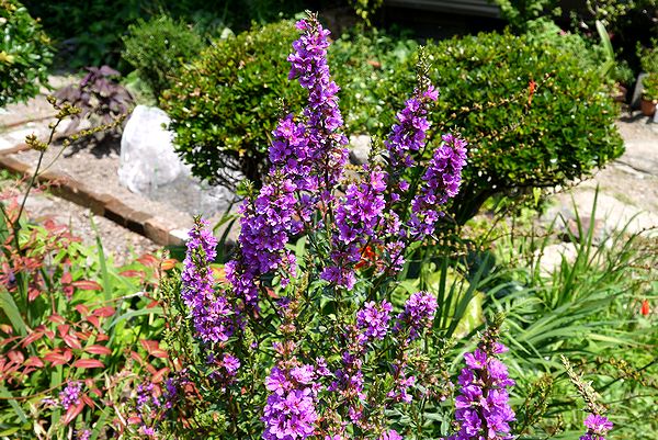 お盆の準備できましたか？ガーデン倶楽部ブログ