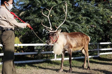 NORDIKA nisse ノルディカ ニッセ クリスマス 木製人形トナカイブラウンベル北欧雑貨