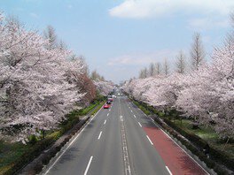 港区 芝公園の桜スポットめぐり！東京タワーとのコラボも楽しもう東京ひとり旅ガイド