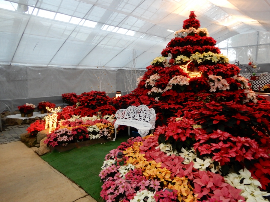 箱根ガラスの森美術館☆クリスマスツリー川涌の湯 マウントビュー箱根のブログ - 宿泊予約は＜じゃらん＞
