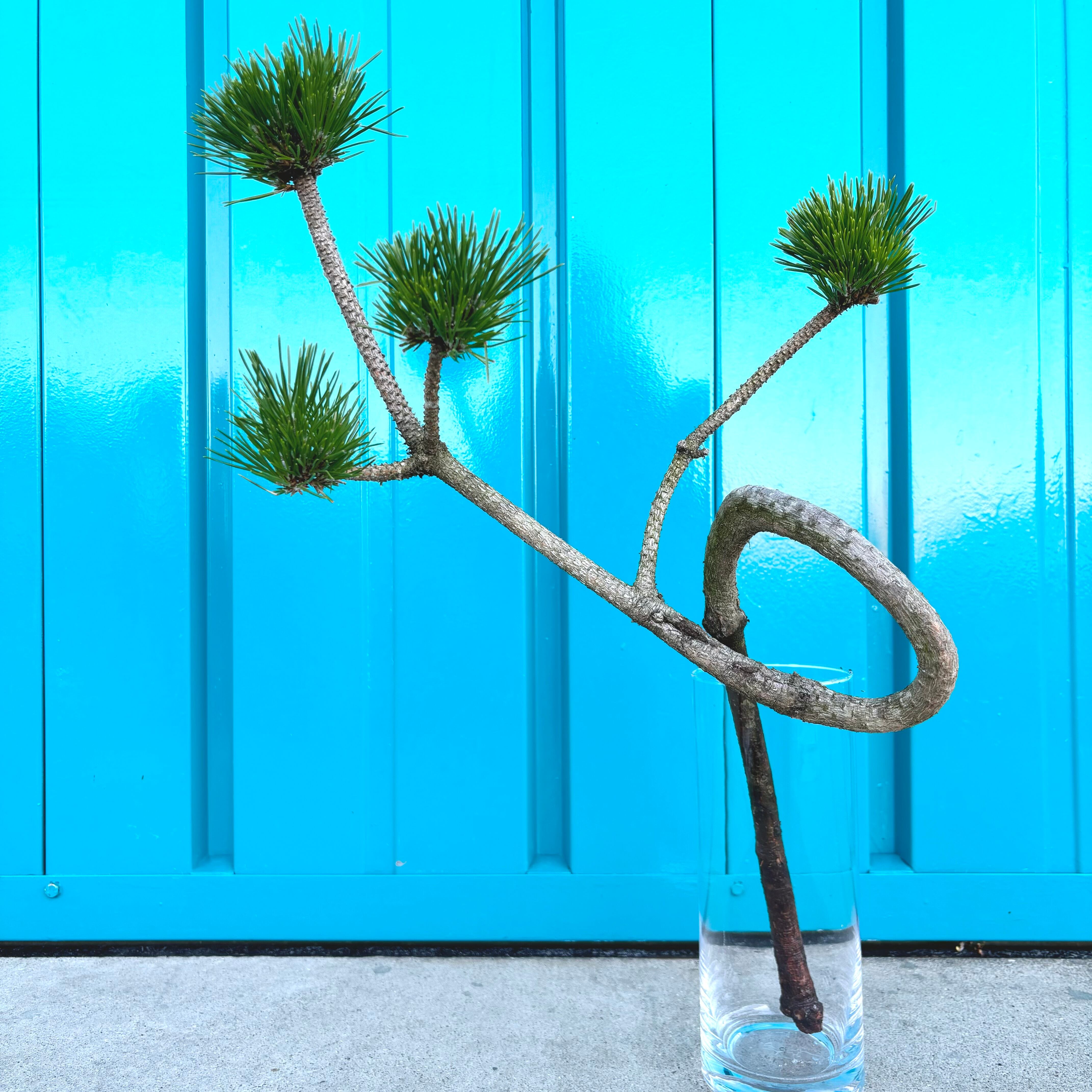 お正月は縁起物の花、菊 マム を！種類や長持ちさせるポイントLOVEGREEN ラブグリーン