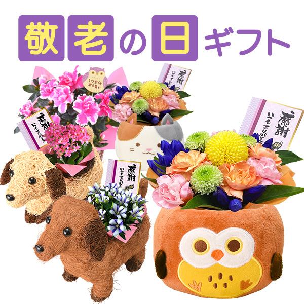 敬老の日 2025 花 プレゼント ギフト ふくろう 生花アレンジ フラワーアレンジメント 敬老の日ギフト アレンジメント 60代 70代 80代祖父 祖母 お花 送料無料