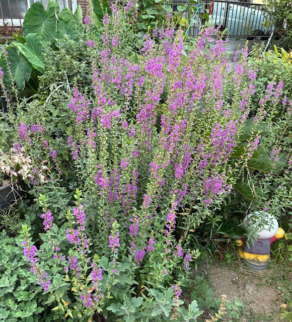 早い開花のミソハギの花など - マロンの庭