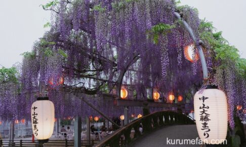 中山の大藤まつり2024の見頃 アクセス ライトアップ情報を徹底解説なごやねっと-na58.net