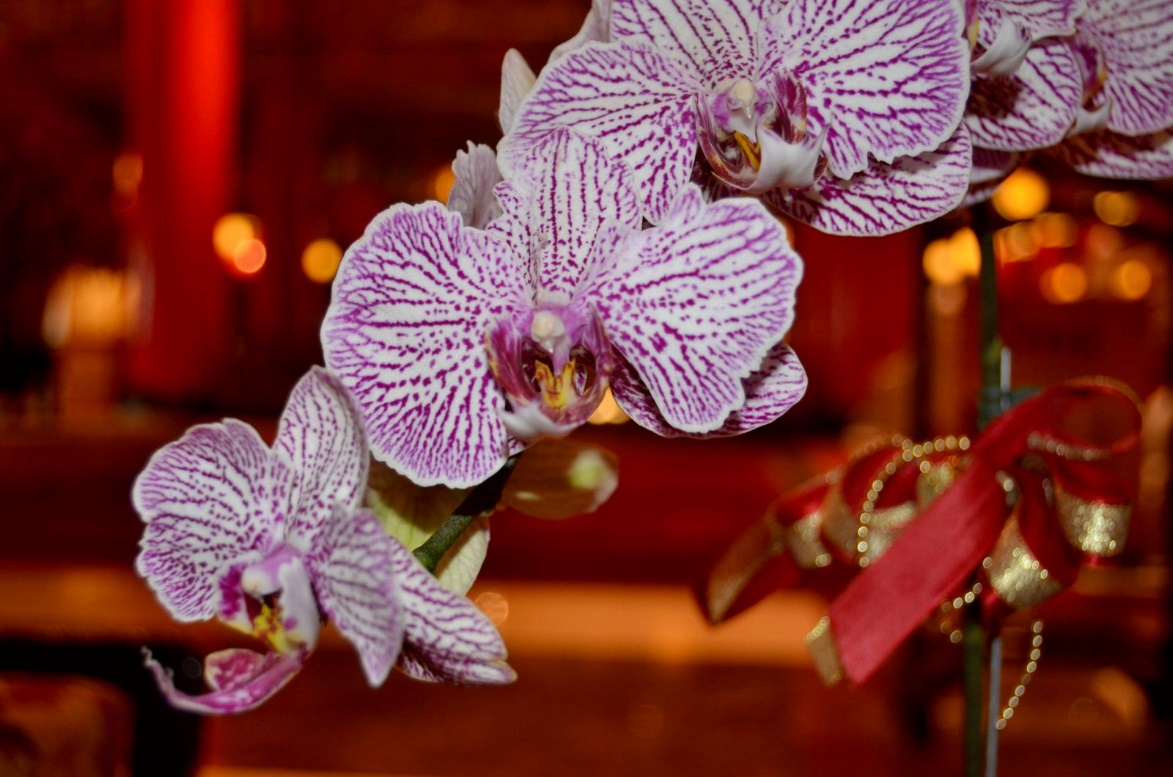 飲食店の開店祝いで喜ばれる贈り物 - 法人・個人花の配達・ギフト HABOTAN FLOWER ハボタンフラワ