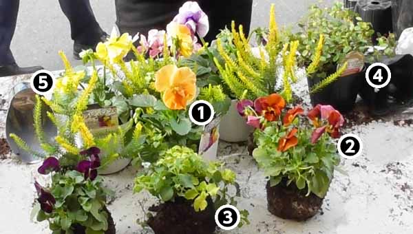 クリスマスやお正月に「ハボタンの寄せ植え」で冬のおうち時間を彩りませんか？インフォメーション