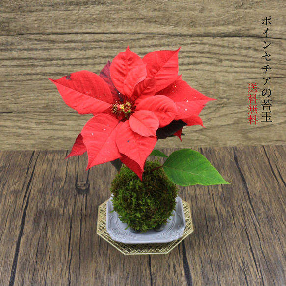 クリスマスローズとは育て方がわかる植物図鑑みんなの趣味の園芸 NHK出版