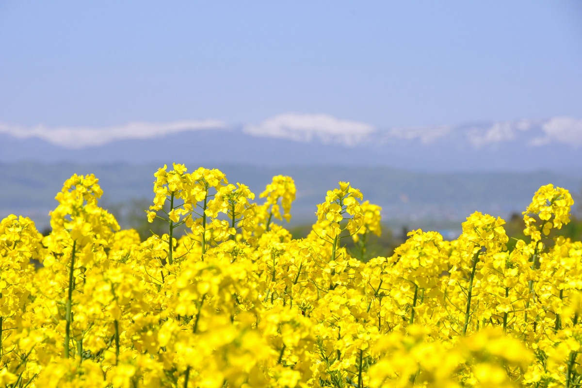 たきかわ菜の花まつり2018～花も団子も堪能しよ♪ 滝川市どさんこ探検隊がゆく