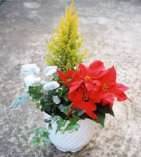 クリスマスカラーとシルバーリーフの寄せ植え新着情報外構工事・ガーデニング・エクステリア 神戸・西宮・宝塚・川西・芦屋・三田のフィーリングガーデン