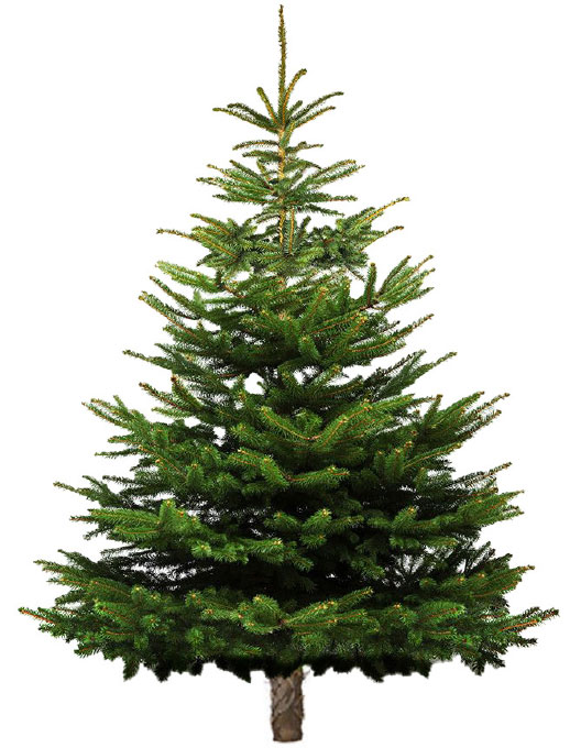 赤いクリスマスツリー」とも呼ばれる「フウの木」の紅葉風景の写真素材72774917- PIXTA