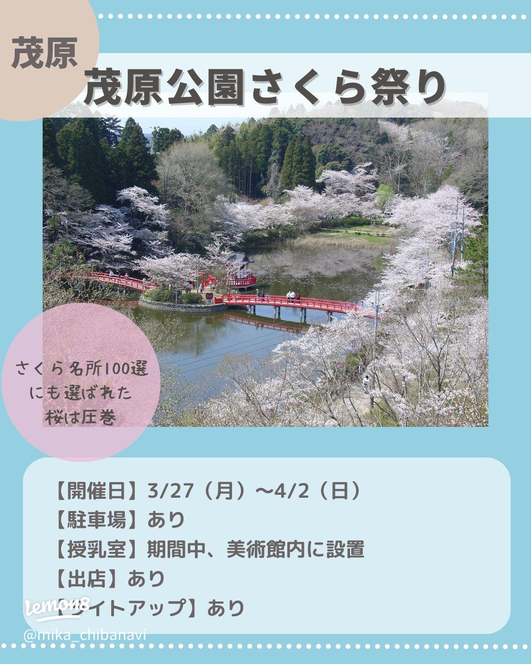 茂原公園🌸夜桜ライトアップ✨🌸8分咲きになりました🎀✨茂原公園まつり🎉キッチンカーも、いっぱい🍀