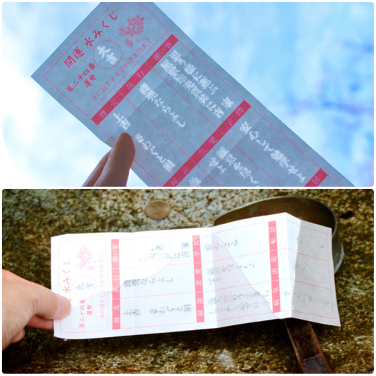 新江ノ島水族館の魚 ぎょ みくじ！あした、釣りいこ! 通信