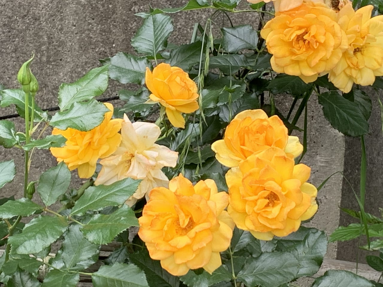 親子deフェスティバルイベント - CAMPFIREキャンプファイヤー