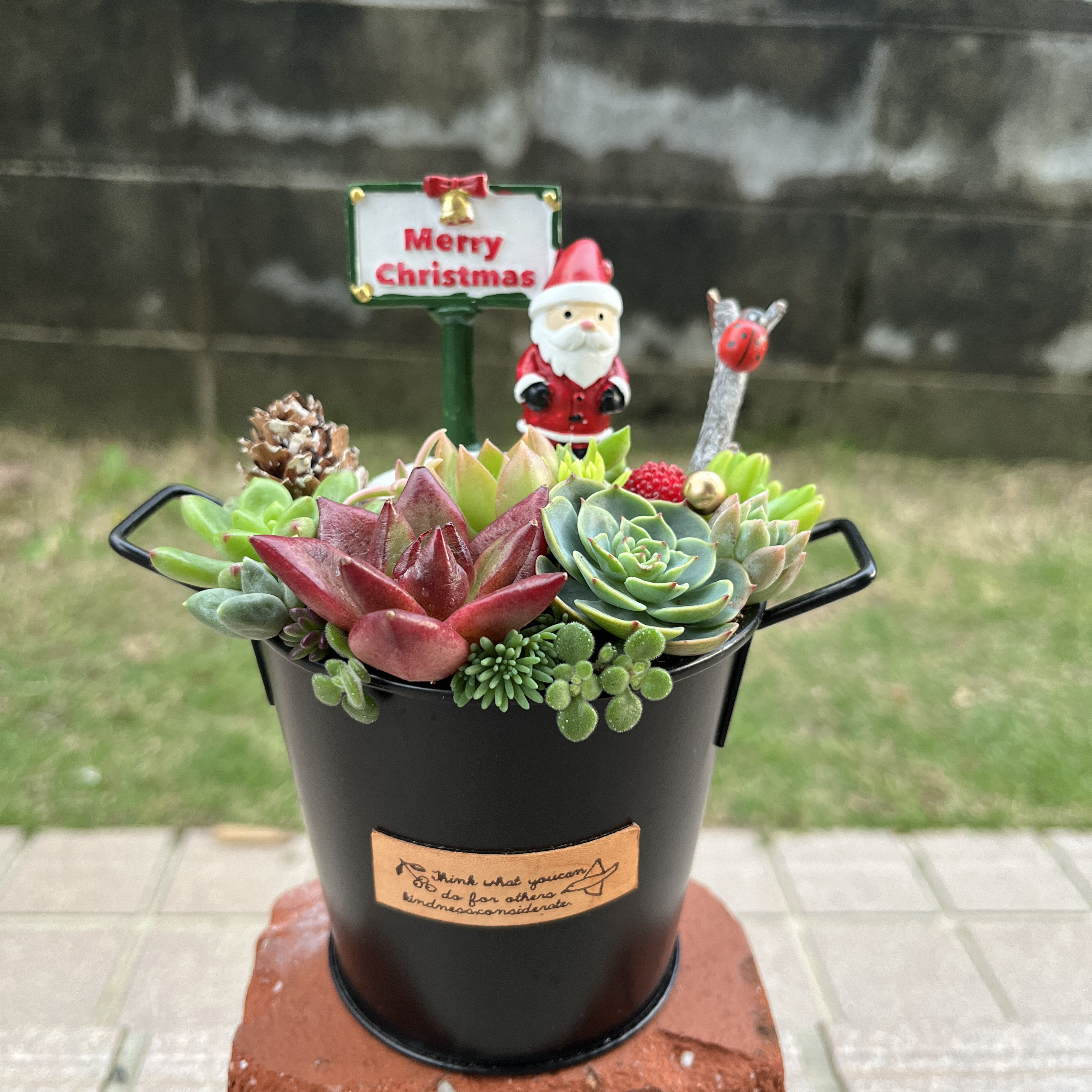 クリスマスを彩る寄せ植えの作り方初心者でもすぐにできる方法や管理のポイントを紹介コーナンTips