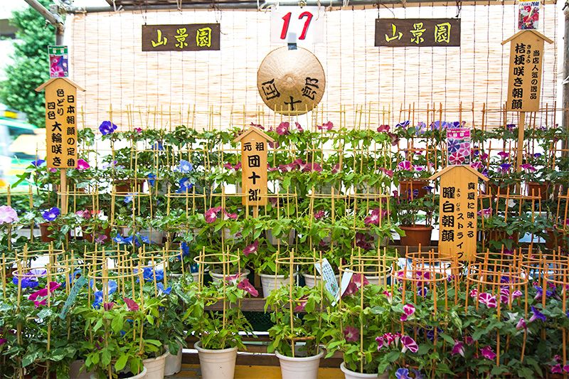 入谷朝顔まつり -東京都 の詳細情報ことりっぷ