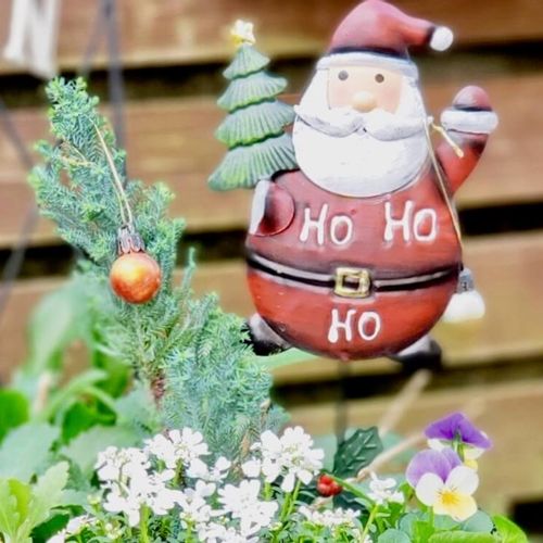 25☆クリスマス・お正月から春へ 長く楽しむ☆寄せ植え 花☆初心者様向け☆