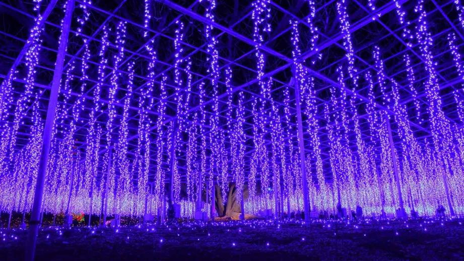 足利フラワーパークのクリスマスバージョンを見て来ました。 - YouTube