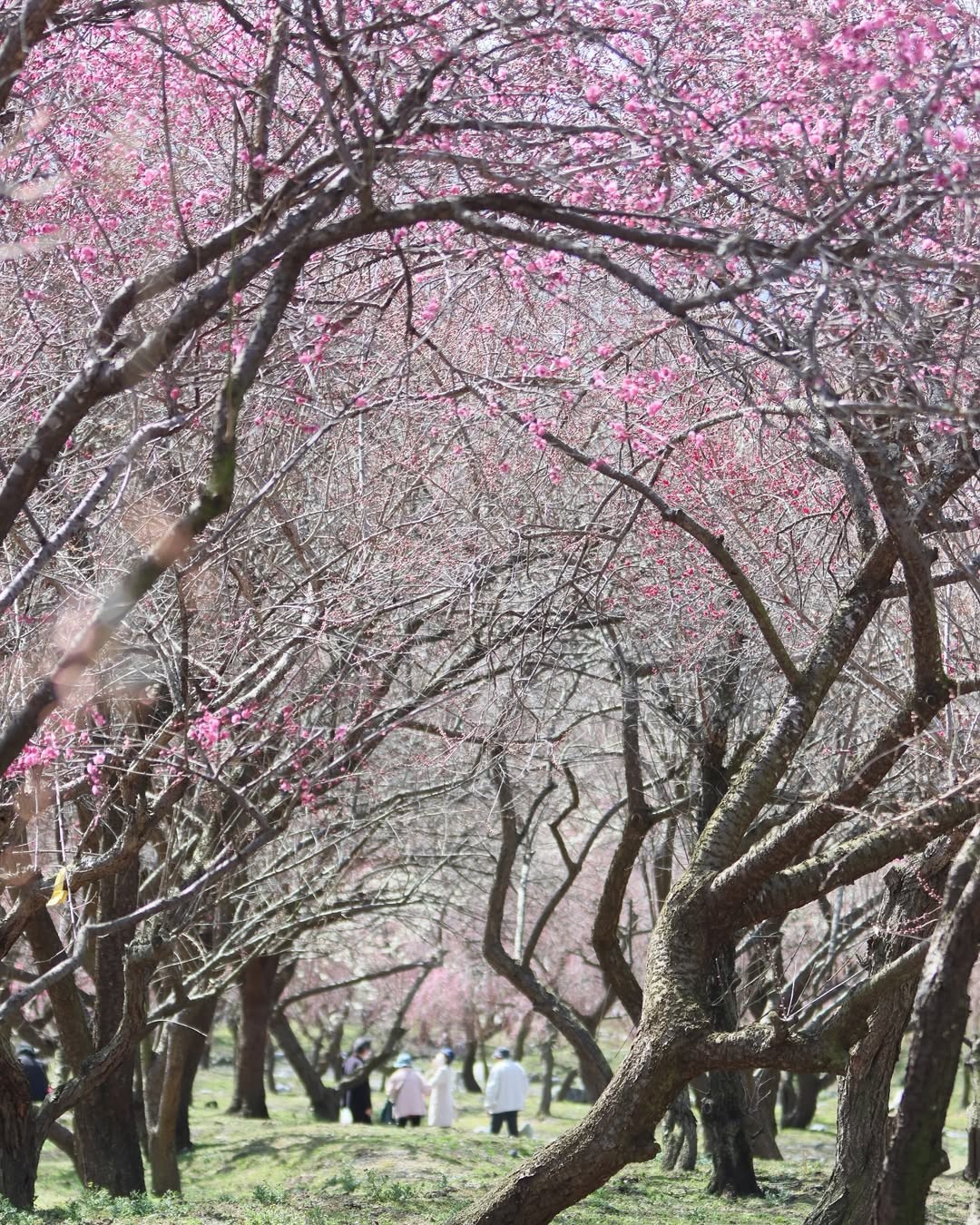 イベント情報いなべ市農業公園パークゴルフ,梅林公園,エコ福祉広場,フラール - 三重県いなべ市