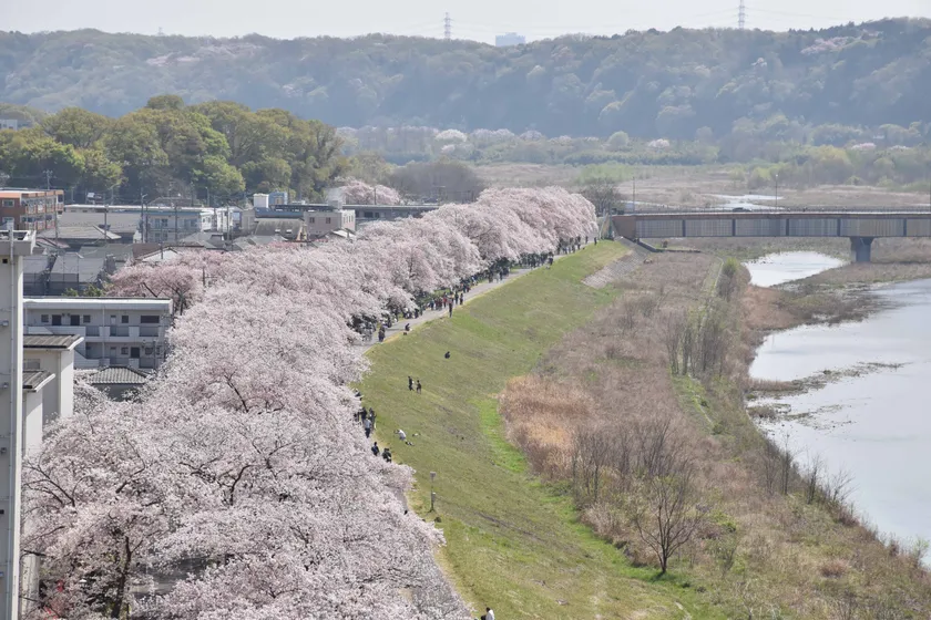 今年も福生の桜が春を彩る！今年はメインイベントの会場を変更して開催「第42回ふっさ桜まつり」開催中花見特集2025