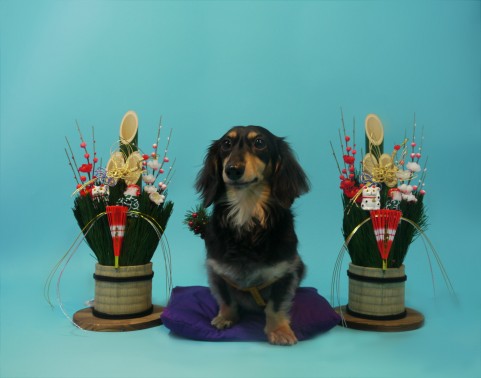 年末年始の飾り物「門松」早稲田京福語学院