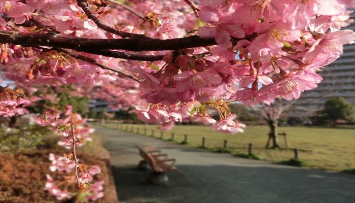 横浜 megaSUPで楽しむ「大岡川お花見水上茶会」アクティビティジャパン