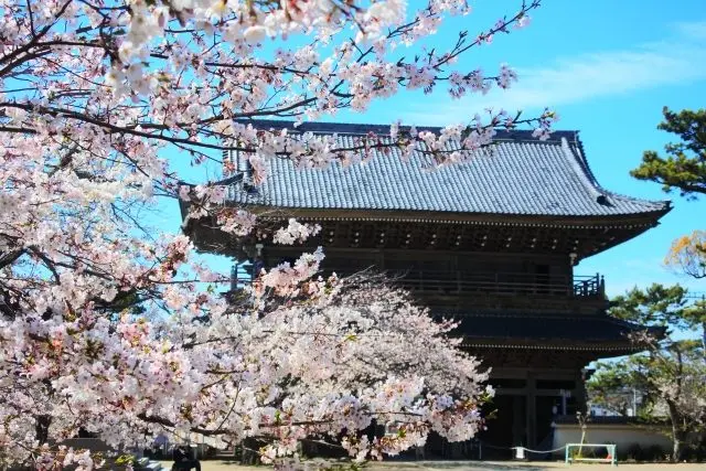 鎌倉 光明寺の観桜会 1寺集 てらつど- マイ巡礼