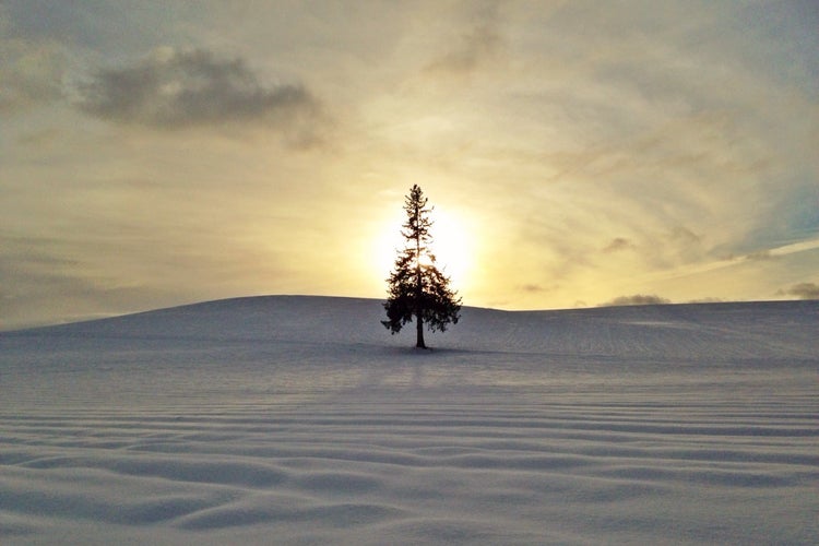ほっこり北海道 ⁡ -美瑛 クリスマスツリーの木 - 12月になると見たくなるこの景色🌲 雪原で輝く美しい光景ですね✨ ⁡👉アクセスにおすすめの空港は ”旭川空港✈️” 旭川空港からは車で約20分🚙 ⁡ Repost from @jh7xgg素敵なお写真をありがとうございました