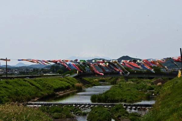 鈴川鯉のぼり 平塚Dachs Rin&Anzu