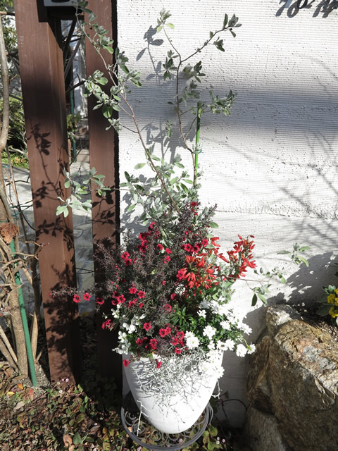 クリスマスローズの寄せ植え♪＊あなたの名前は一体 。꧁癒しの庭꧂