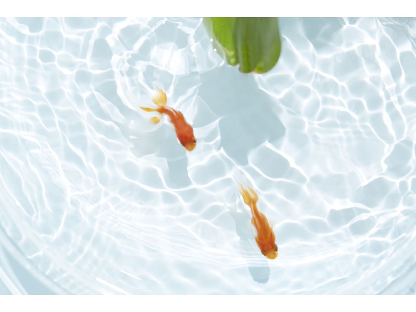 夏祭りでの金魚すくいのお手伝い募集！！ 田んぼで金魚しまっち！プログラム・コミュニティ島根関係人口マッチング・交流サイト