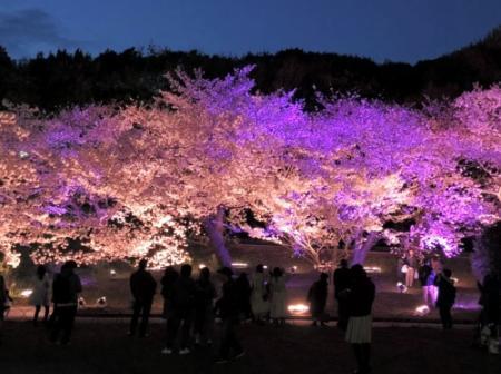 明石市 桜が見頃の明石公園で、4月13日 土 14日 日 に「パークマルシェ」と「スローライフフェスタ」が同時開催号外NET 明石市