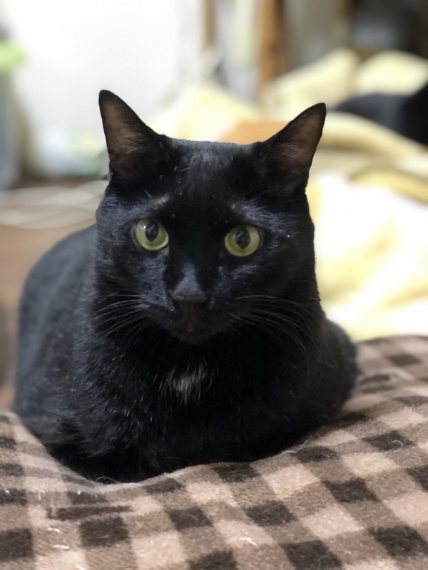 夜のハロウィンの黒猫イラストのフリー素材イラストイメージ